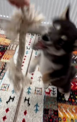 ジャンプするきびくん