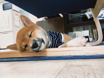 眠る子犬