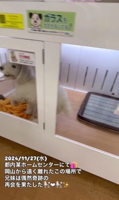 愛犬を見て大喜びする子犬