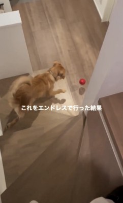 おもちゃを追いかける犬