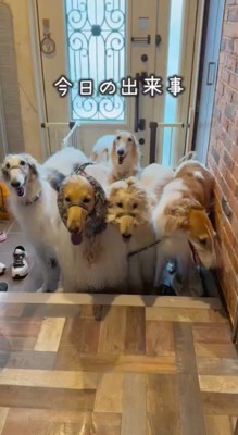 玄関に立つ犬たち
