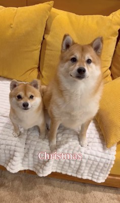 ソファの上で並んで座る2匹の犬（Christmas）