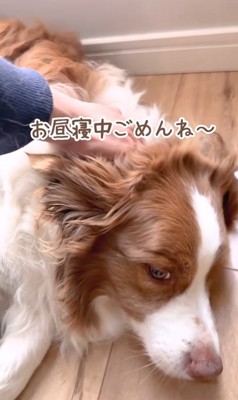 ベランダから戻れないガルチェロくん9