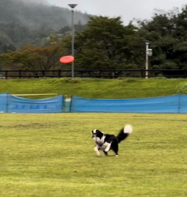 全力でフリスビーを見つめる犬