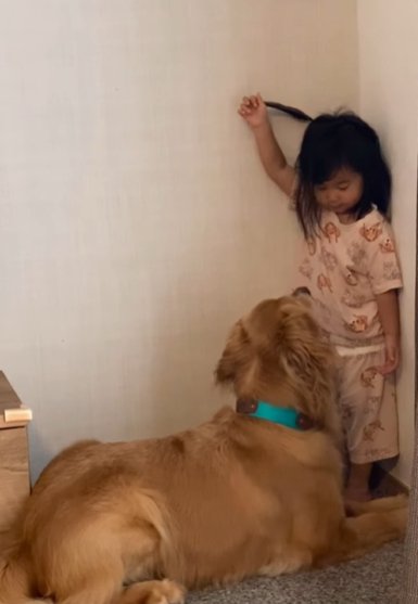 室内で犬のおやつを持つ幼い女の子とその前に伏せるゴールデンレトリバー