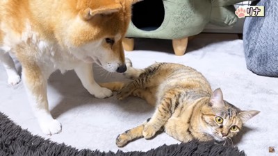 寝る猫に近寄る犬