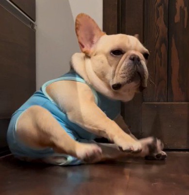 体勢を立て直す犬