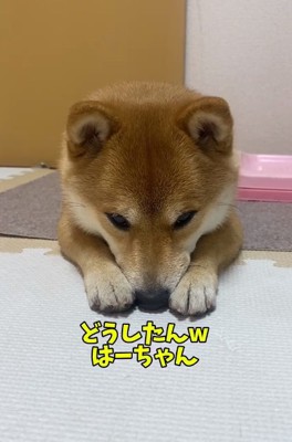 はなちゃんに問いかけるママ