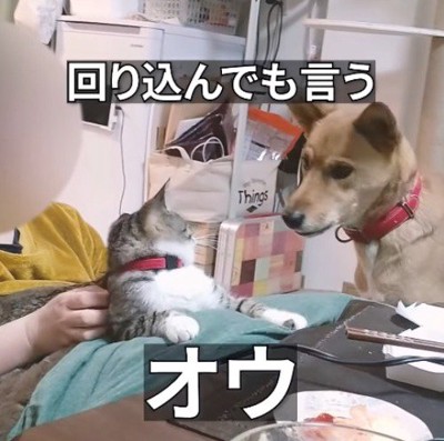 猫を見つめながら小さく声をあげる犬