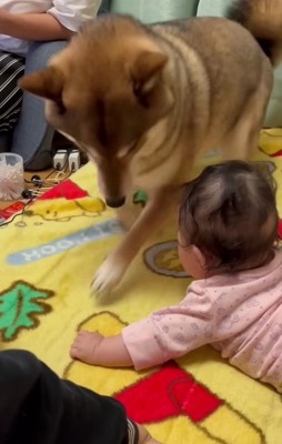 自慢のホリホリを披露