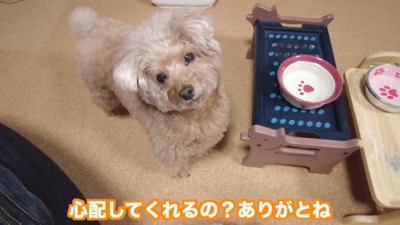 ママが心配な虎太郎くん