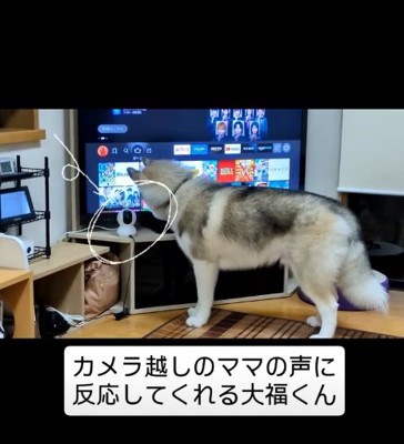カメラを見る犬2