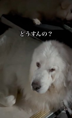 微動だにしない超大型犬たち