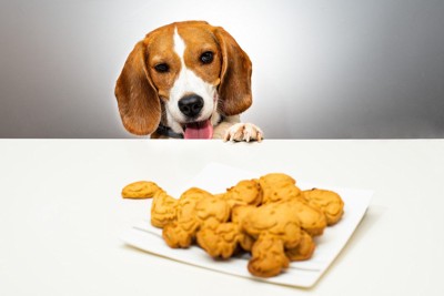 テーブルの上の食べ物を見つめる犬