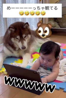 「そのクマ、大丈夫なやつ…?」