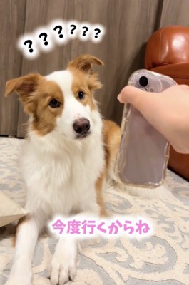 スマートフォンを見上げる犬