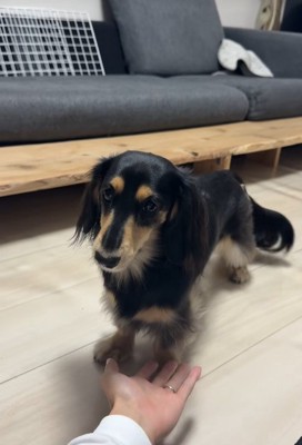 遊んでもらえなくて怒る紬ちゃん