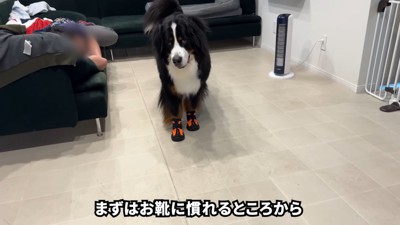 靴を履いたらフリーズ