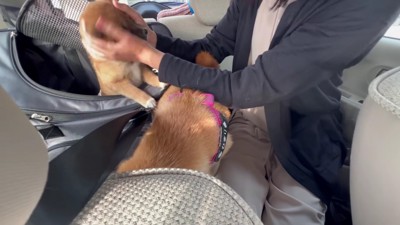 お母さんと初対面