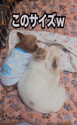 想定外に成長したこめくん1