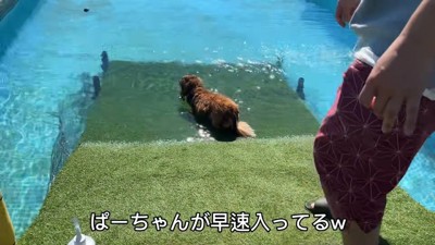 さっそく水に浸かるぱぴこくん
