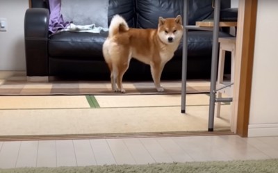 気がついた柴犬