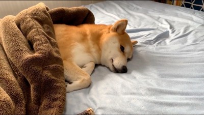 布団の中で遠くを見つめる犬