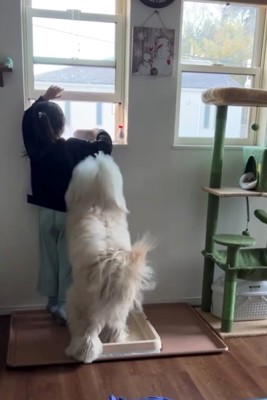 窓辺に立つ女の子と立ち上がろうとする犬