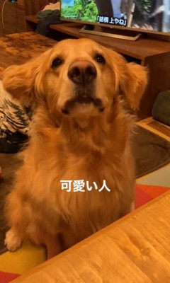 質問にお返事するこたつ君2