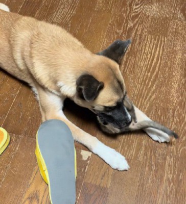 子猫さんと遊ぶわんこ