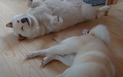 眠った犬と伏せた犬