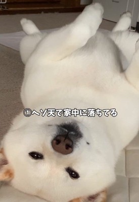 家中どこでもヘソ天で寝る
