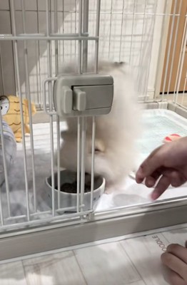 逆立ちしたすいちゃん