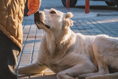 女性の手先のニオイを嗅ぐ大型犬