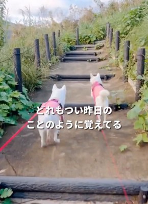 走る2匹の犬