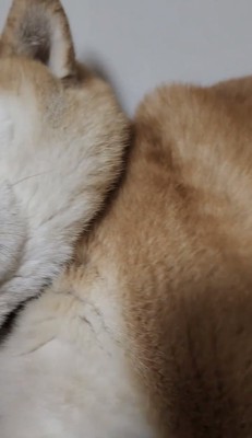 寝転がる犬の顔まわり