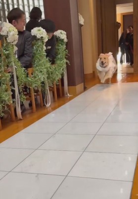 もう1匹のゴールデンレトリバーさんが！！