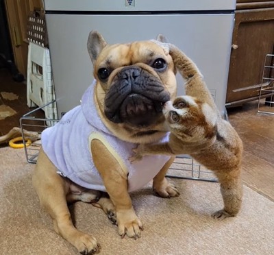 スローロリスに口元を舐められる犬