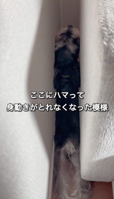 ソファと壁に挟まれている犬の後ろ姿