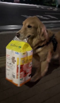 荷物を咥えて歩く犬
