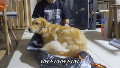 萎んだゴムボートの上に乗る犬