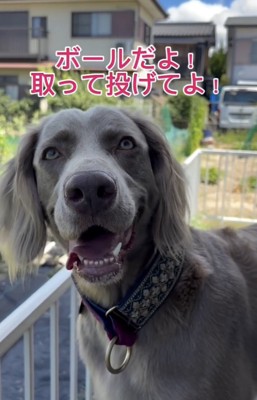 「絶対にあれはボール!!」