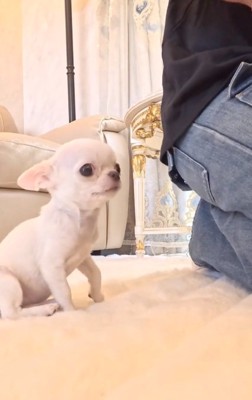 足踏みするルミちゃん