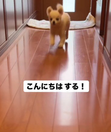 「おじいちゃんが帰ってきた！」