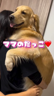 女性に抱っこされる大型犬