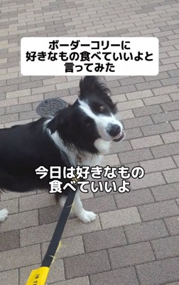 首を傾げるジッピーくん