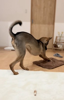 座布団で雑巾掛けする犬