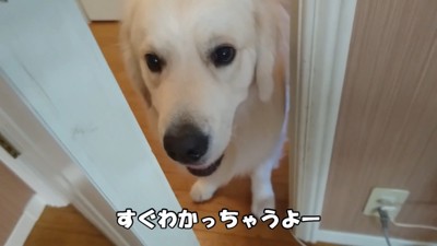 ドアを開けると必ずいるギンちゃん4