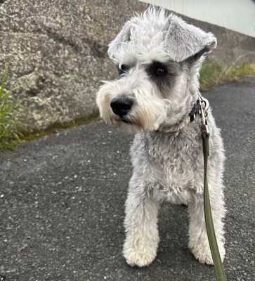 散歩する小型犬