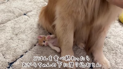 おからちゃんが大好き
